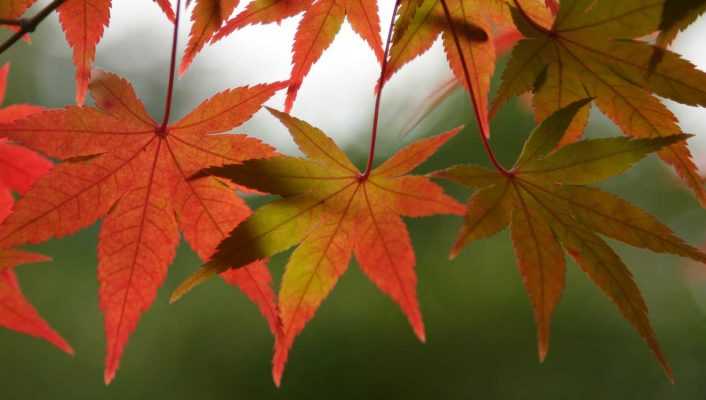 Guide complet pour réussi la plantation et l'entretien de l'érable du Japon