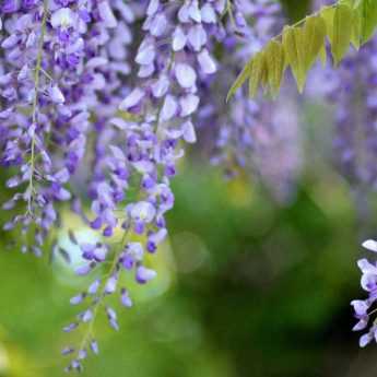 Glycine : comment la palisser et la tailler ?