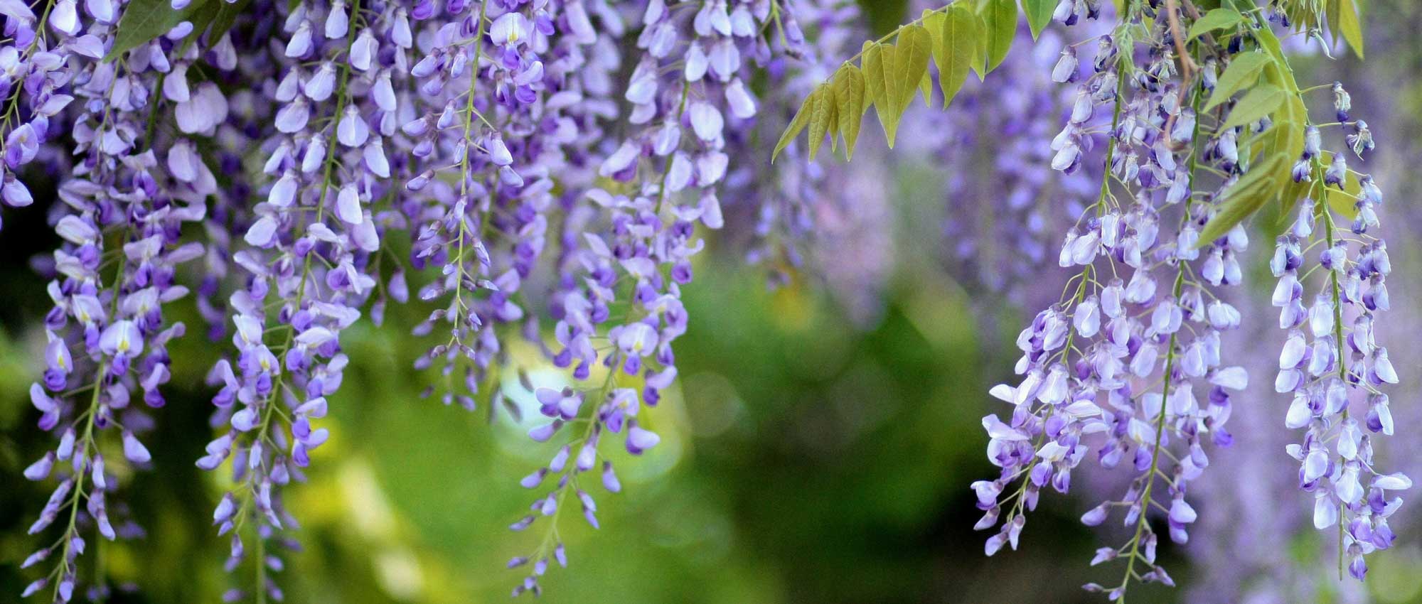 Jardin. Magie de la glycine