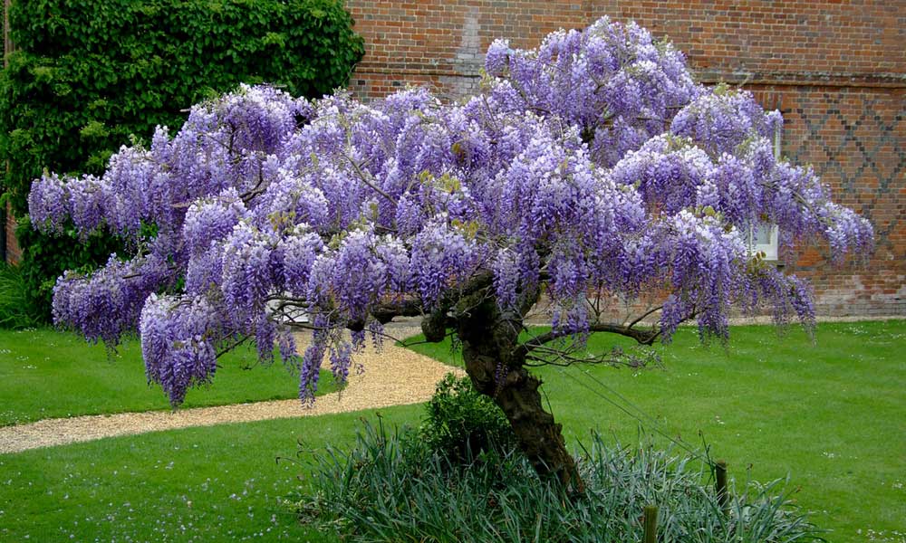 comment planter wisteria sinensis