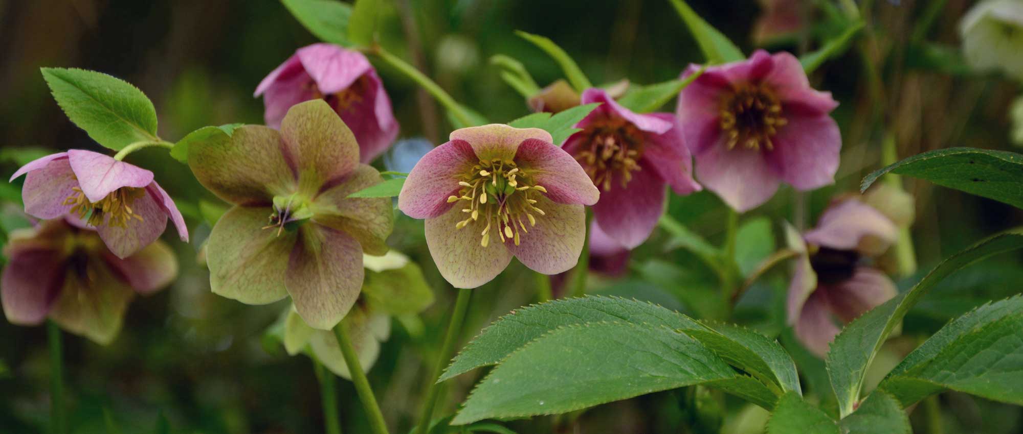 Hellébore ou Rose de Noël – 7 idées d'associations réussies