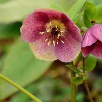 Hellébore ou Rose de Noël : quelle variété choisir ?