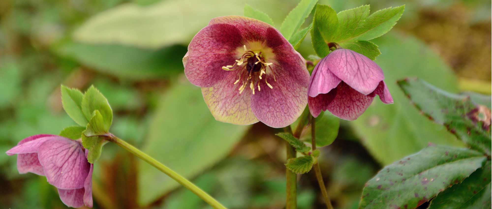 Hellébore ou Rose de Noël : quelle variété choisir ?