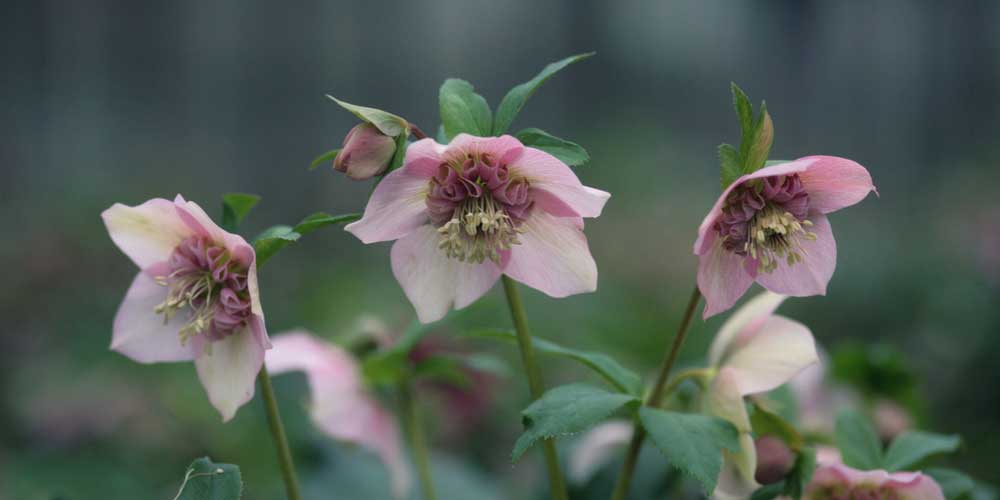 L'hellébore d'Orient, ou Rose de Carême, 'Anémone Rose'