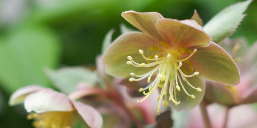 La floraison de l'Hellébore de Stern