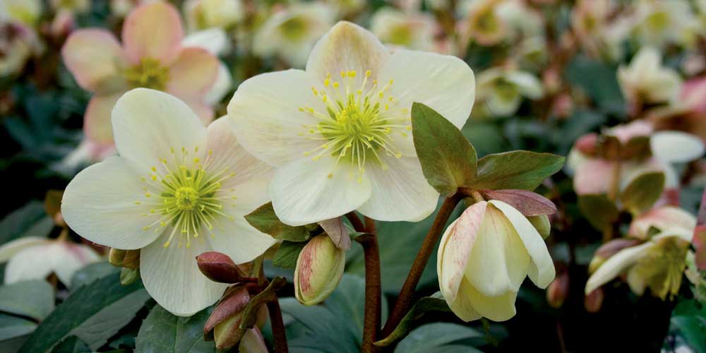 La floraison de l'hellébore 'Candy Love'