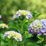 Hortensias : comment les choisir ?