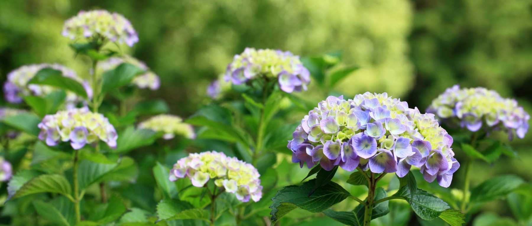 Hortensias : comment les choisir ?