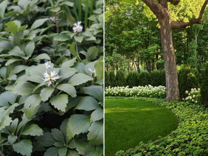 Pachysandra - couvre sol persistant solide