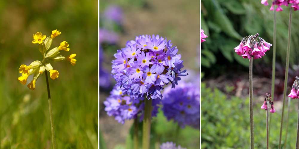 Pour un aspect naturel : le Coucou, la Primevère denticulée et Primula secundiflora