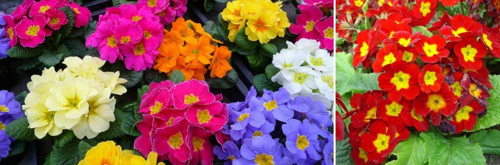 Pour une floraison colorée : des hybrides de la Primevère des Jardins ou de Primula elatior