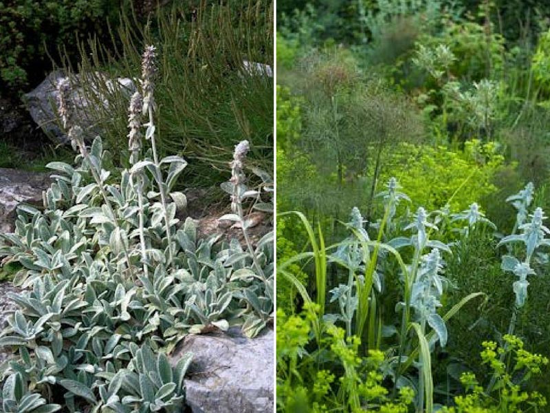 couvre sol persistant : stachys