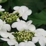 Viburnum, Viorne : 8 idées d'associations réussies