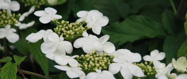 Viburnum, Viorne : 8 idées d'associations réussies