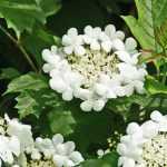 Viburnum, Viorne : quelle variété choisir ?