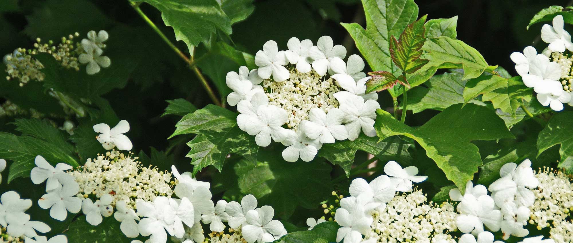 Viburnum, Viorne : quelle variété choisir ?