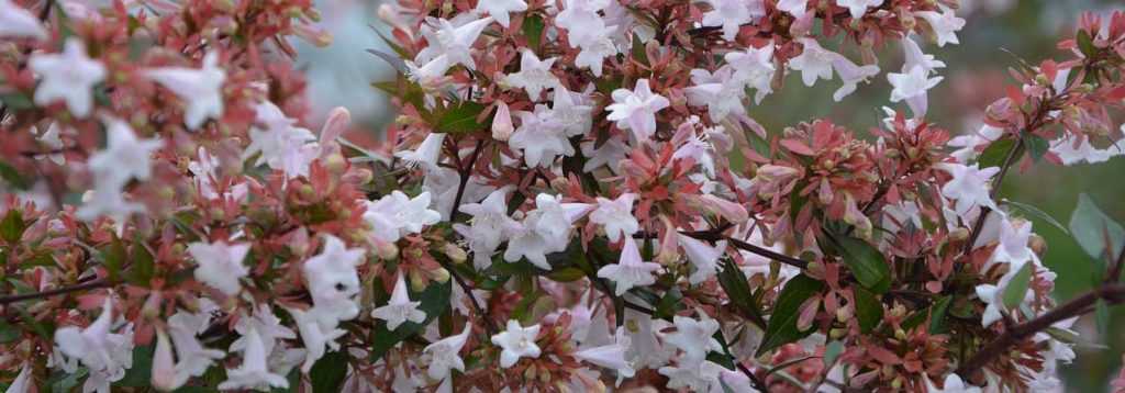 Abelia : planter, tailler et entretenir