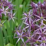Allium: 9 idées d'associations réussies