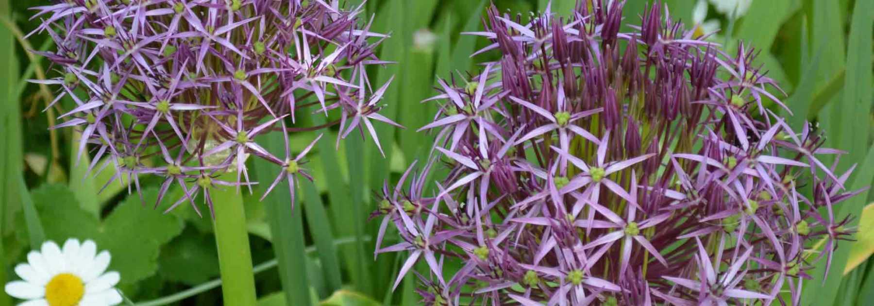 Allium: 9 idées d'associations réussies