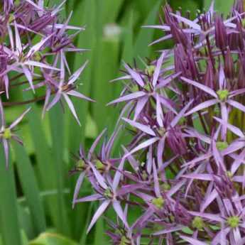 Allium: 9 idées d'associations réussies