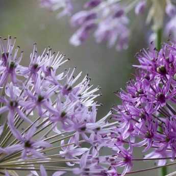 Allium, ail d'ornement : quelles variétés choisir ?