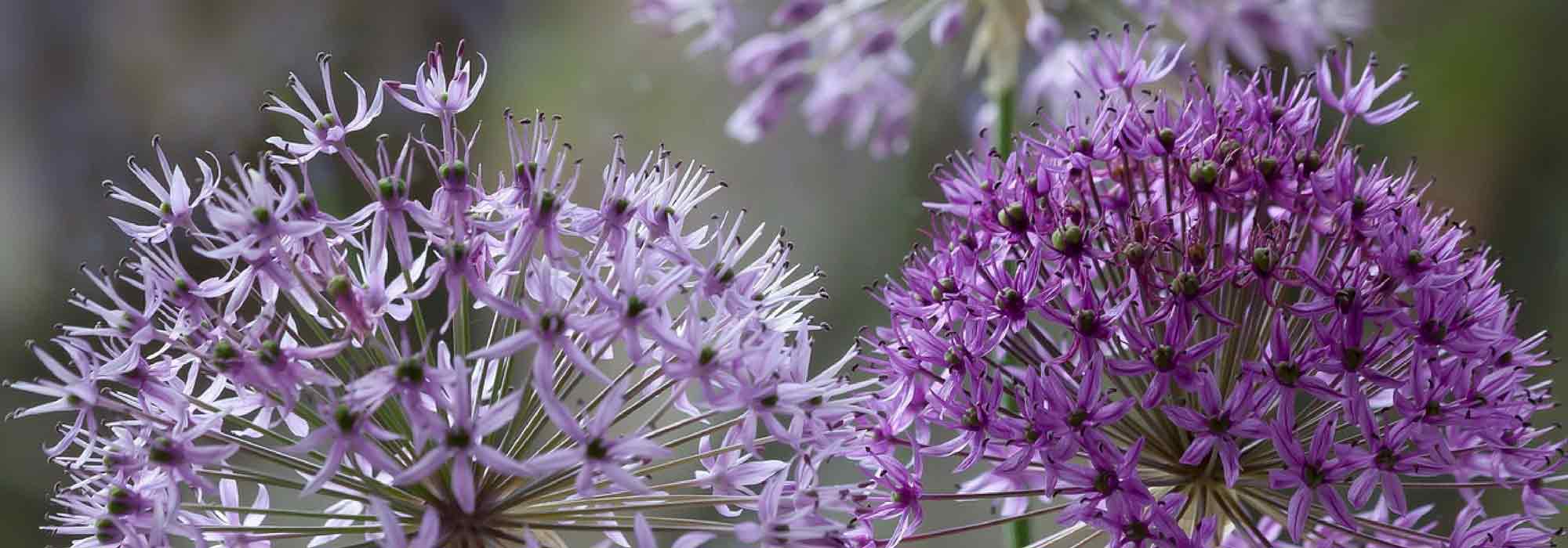 Allium, ail d'ornement : quelles variétés choisir ?