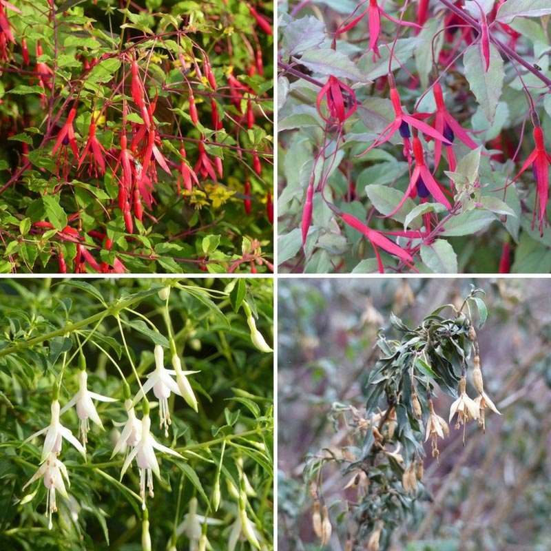 Fuchsias magellanica vivace d'automne