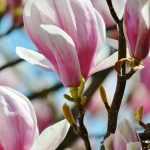 Magnolias : planter, tailler, entretenir