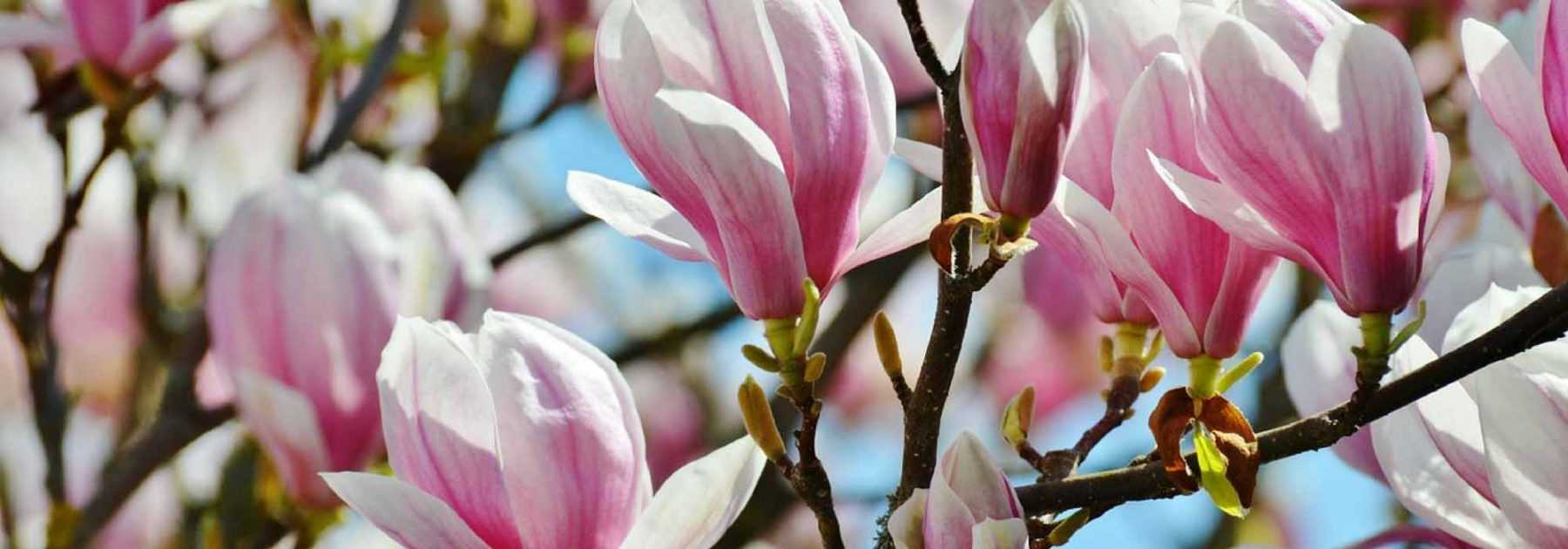 Magnolias : planter, tailler, entretenir