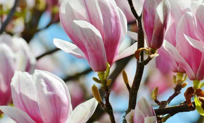 ou planter magnolia