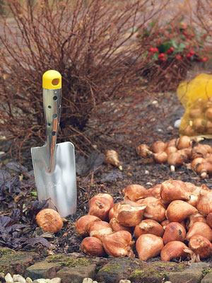 plantoir pour bulbes et vivaces