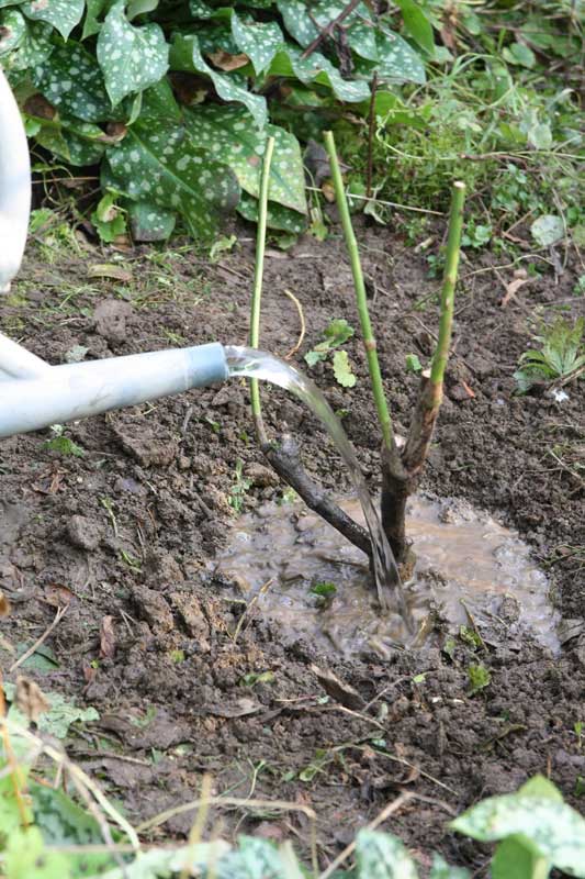 Plantation d'un rosier