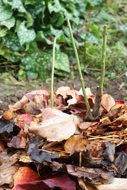 Plantation d'un rosier