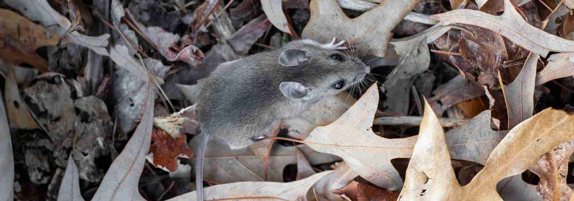 10 astuces naturelles pour éloigner les rongeurs