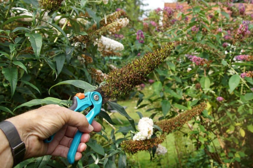 taille arbres aux papillons