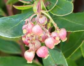 Les arbousiers fleurissent