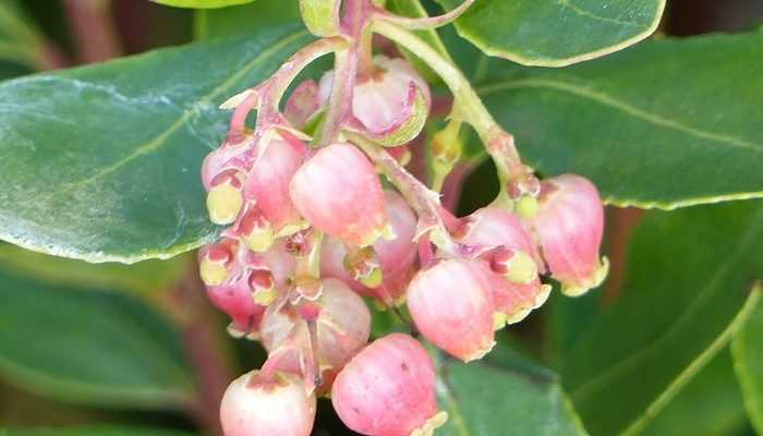 Les arbousiers fleurissent