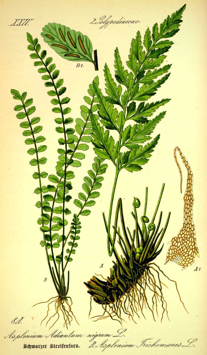 Fougères : illustration botanique