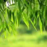Bambous : planter, tailler, entretenir