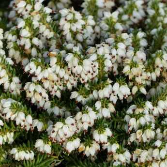 Découvrez les nouvelles bruyères "Winter Belles" !