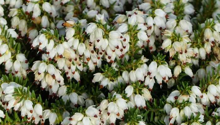 Découvrez les nouvelles bruyères "Winter Belles" !