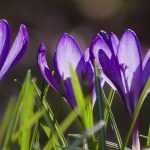 Quels crocus choisir et comment les associer au jardin ?