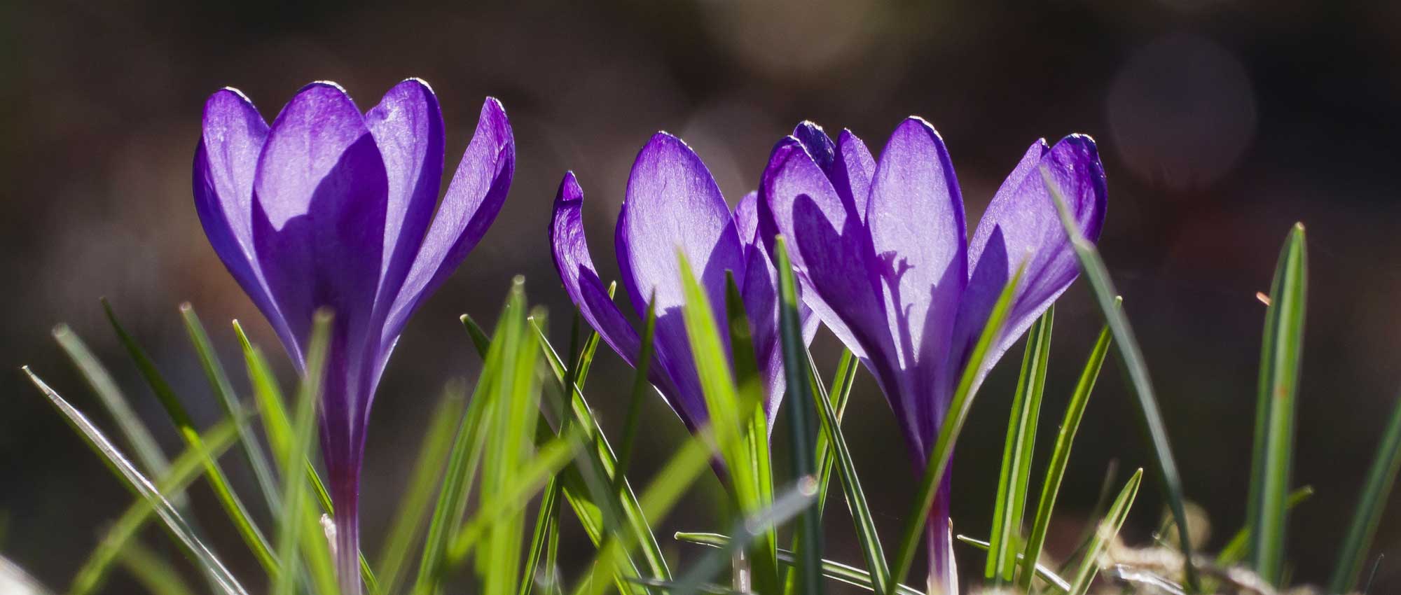 Quels crocus choisir et comment les associer au jardin ?