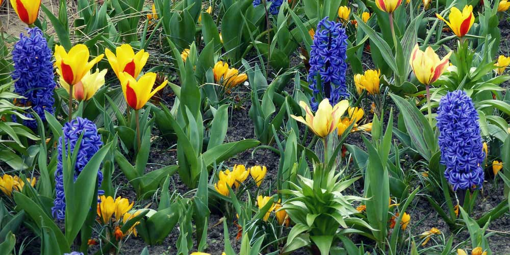 Une association de bulbes printaniers : tulipes, jacinthes et crocus