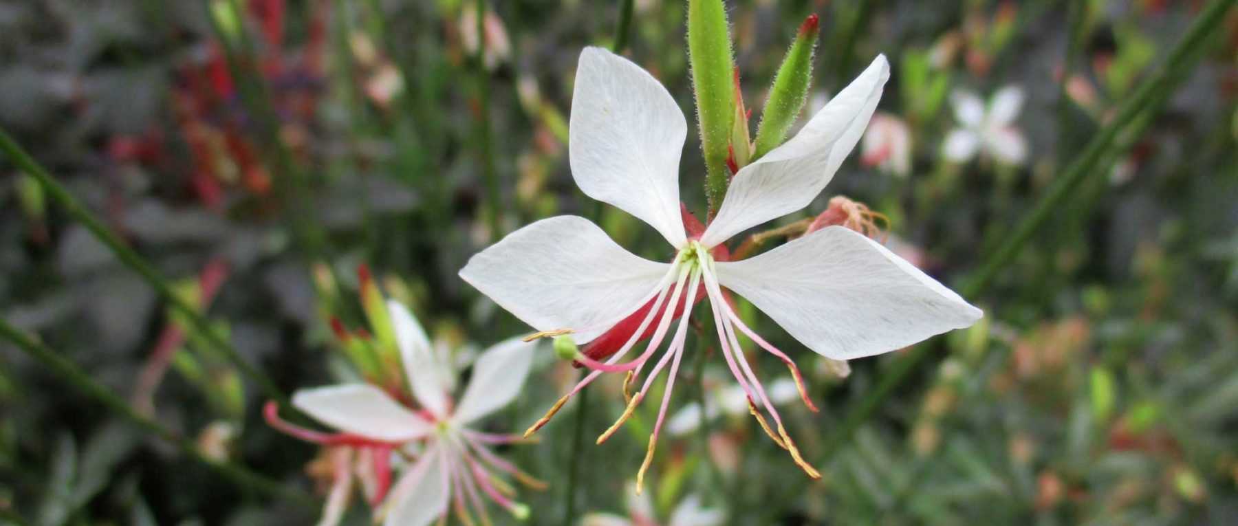 Gaura lindheimeri : quand, où et comment le planter ?