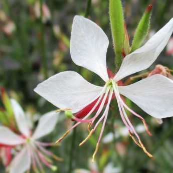 Gaura lindheimeri : quand, où et comment le planter ?