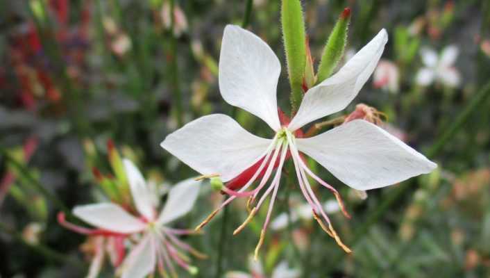 Gaura lindheimeri : quand, où et comment le planter ?