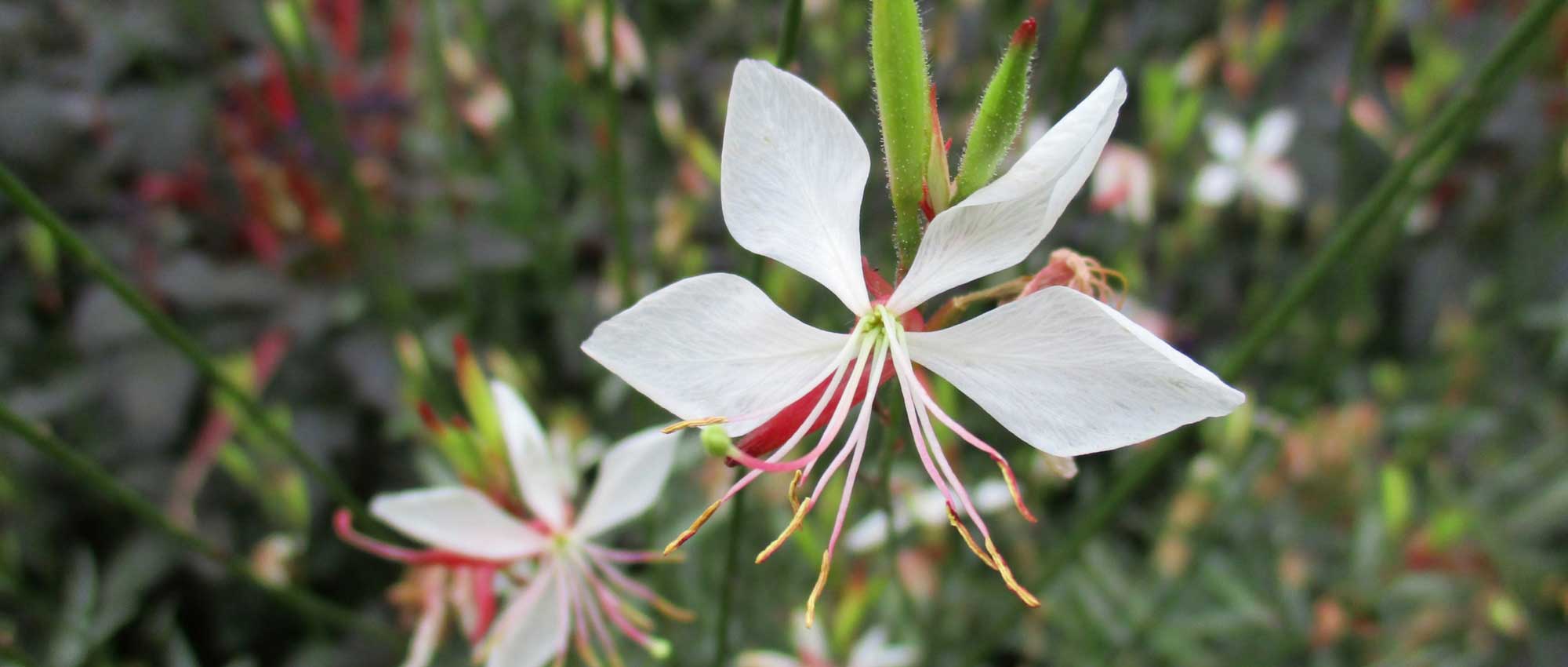 Gaura lindheimeri : quand, où et comment le planter ?