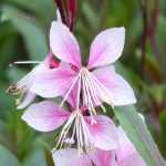 Gaura lindheimeri : 8 idées d’associations réussies