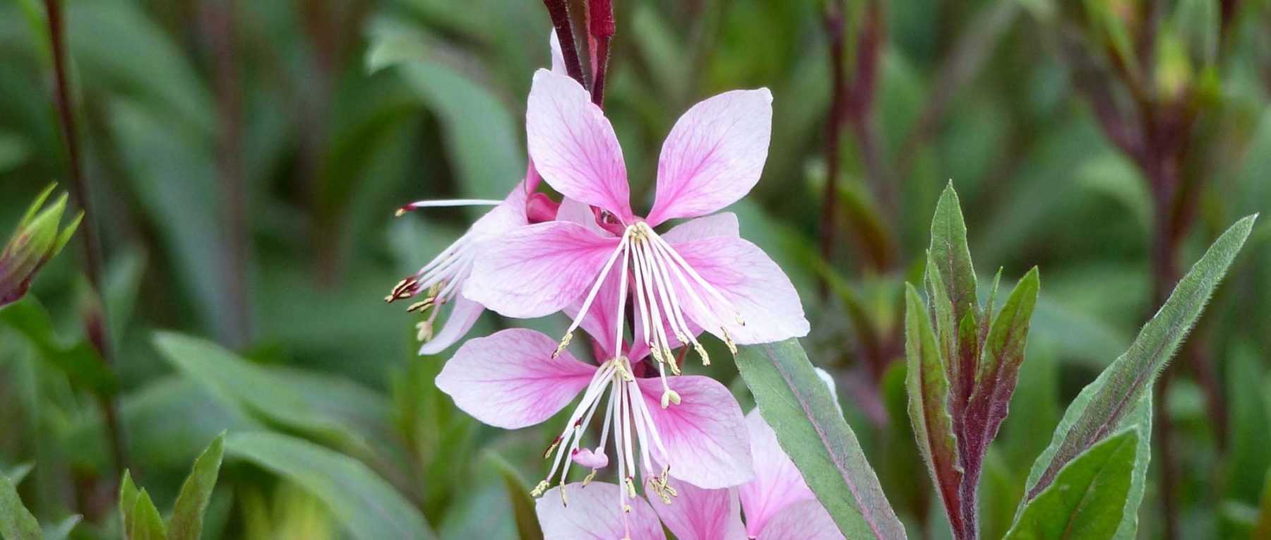 Gaura lindheimeri : 8 idées d’associations réussies